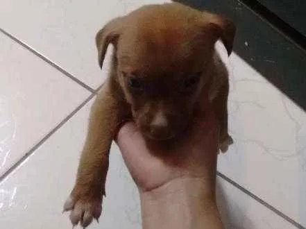 Cachorro ra a Vira lata idade Abaixo de 2 meses nome São filhotes