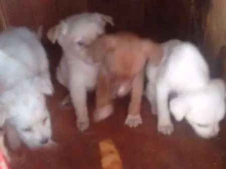 Cachorro ra a Vira lata idade Abaixo de 2 meses nome São filhotes