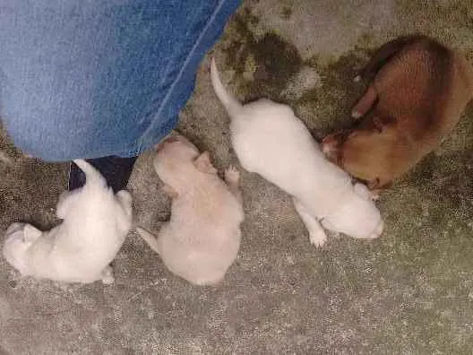 Cachorro ra a Vira lata idade Abaixo de 2 meses nome São filhotes