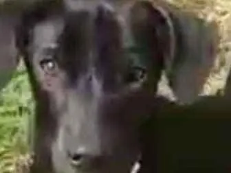 Cachorro ra a srd idade 2 a 6 meses nome OLIVIA