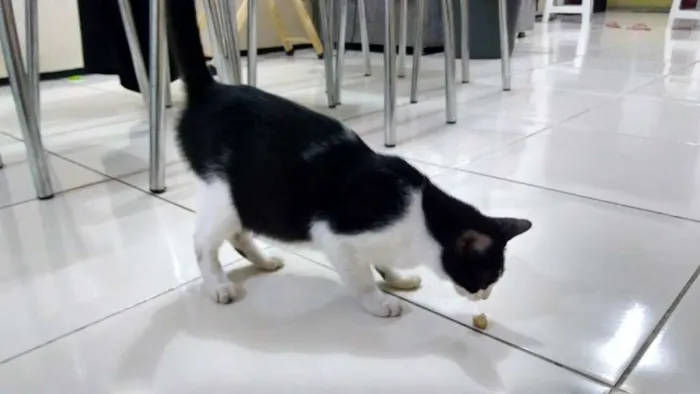 Gato ra a  idade 7 a 11 meses nome Mimi