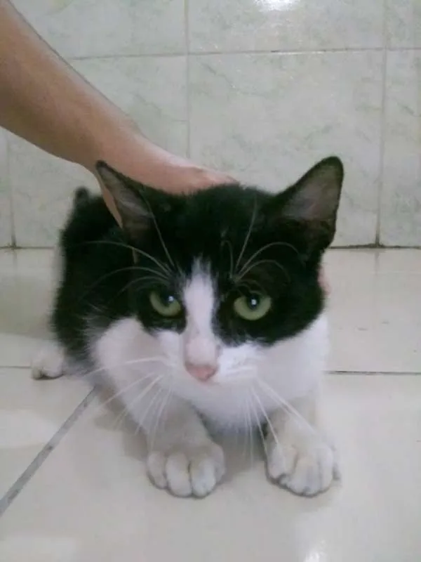 Gato ra a  idade 7 a 11 meses nome Mimi