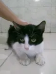 Mimi