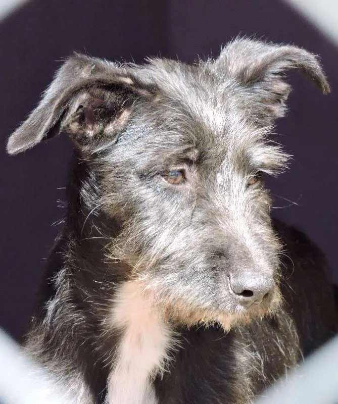 Cachorro ra a SRD idade 2 a 6 meses nome Ohana