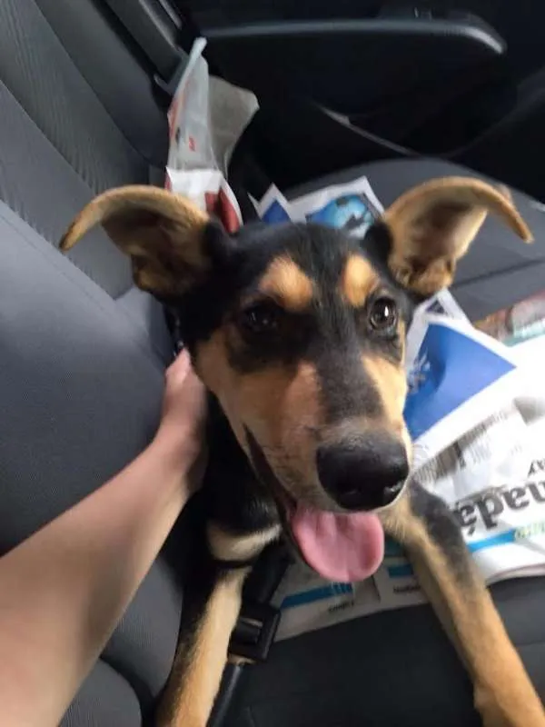 Cachorro ra a srd idade 2 a 6 meses nome BORIS