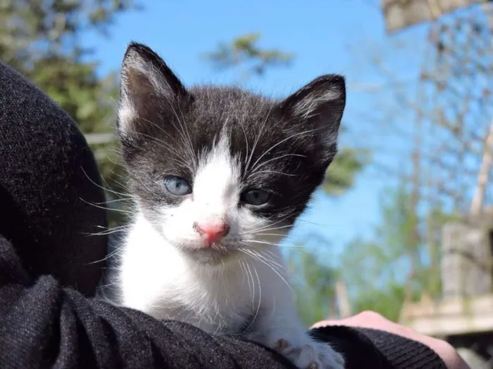 Gato ra a srd idade Abaixo de 2 meses nome FILHOTES 
