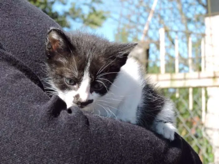 Gato ra a srd idade Abaixo de 2 meses nome FILHOTES 