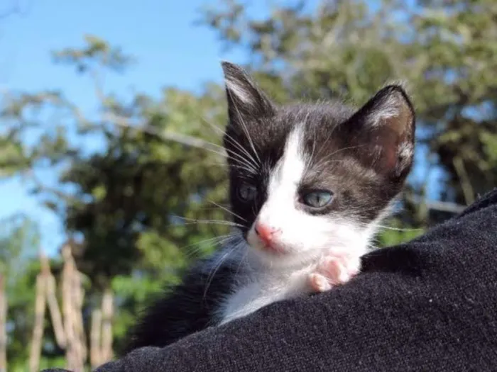 Gato ra a srd idade Abaixo de 2 meses nome FILHOTES 