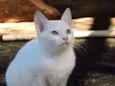 PIPOCA