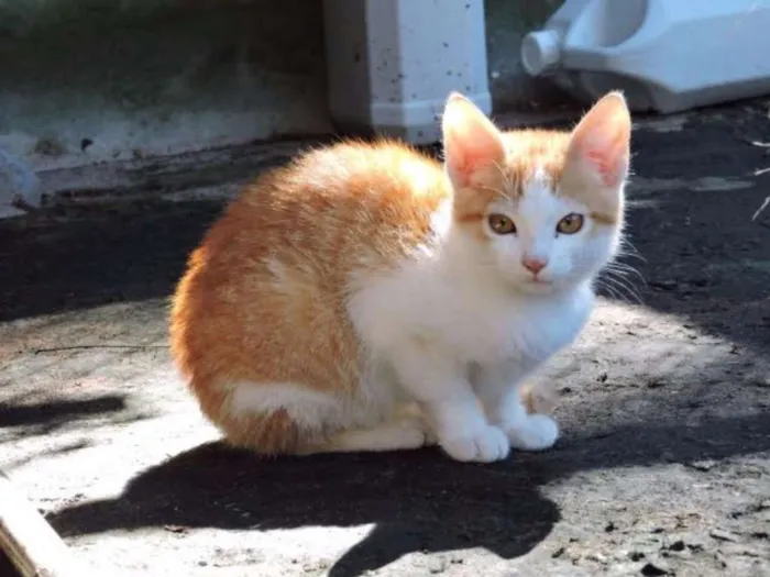 Gato ra a srd idade  nome LYON