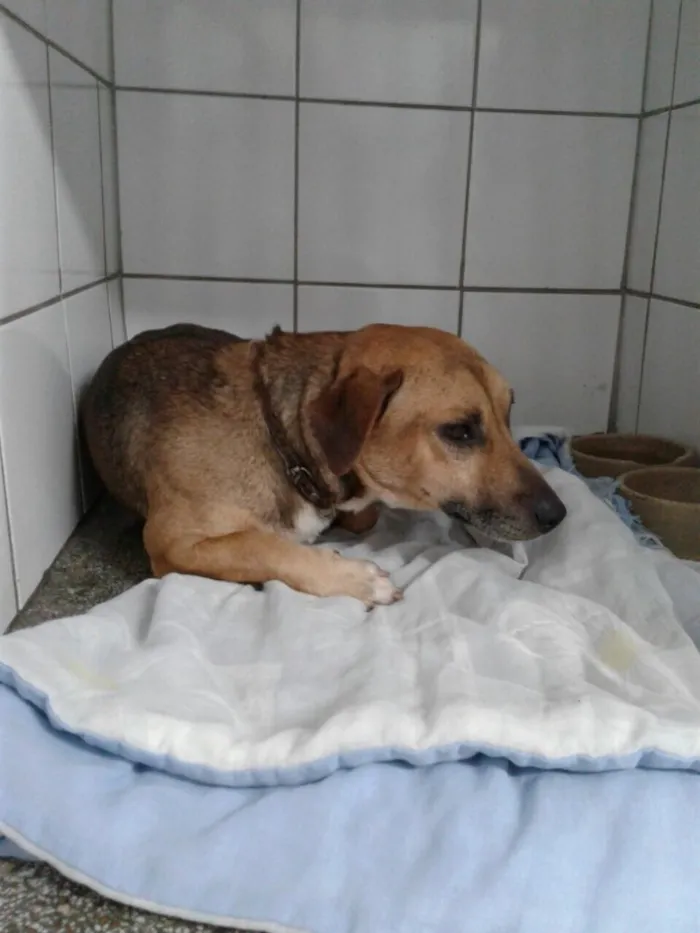 Cachorro ra a Indefinido  idade 3 anos nome Paçoca 