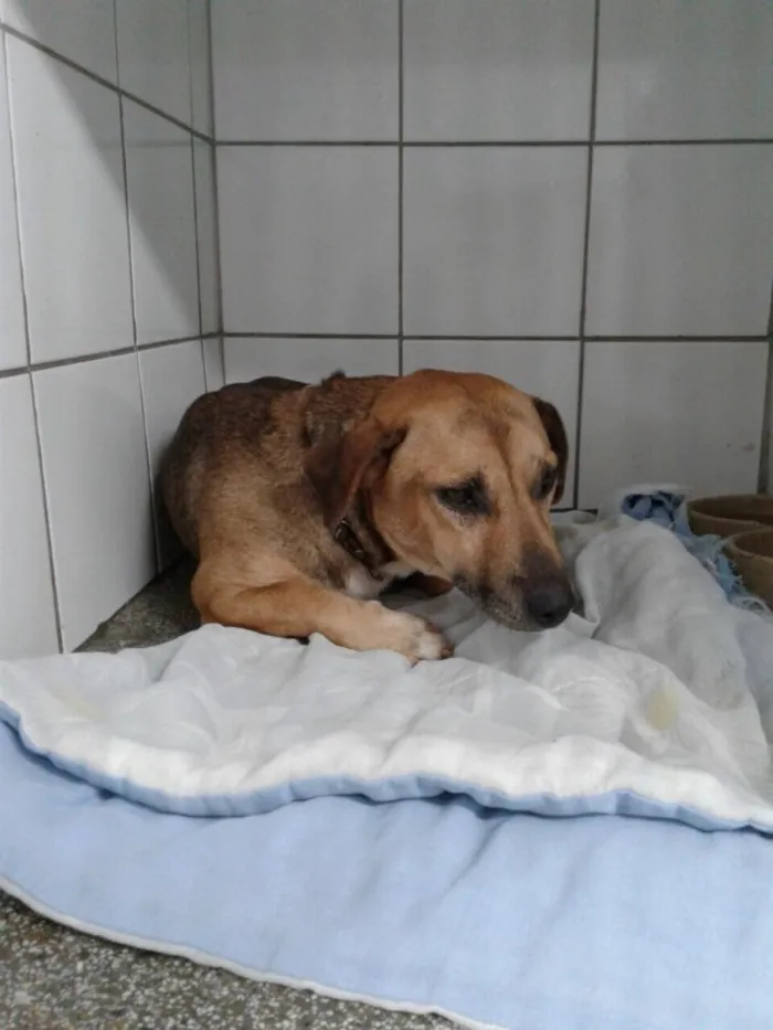 Cachorro ra a Indefinido  idade 3 anos nome Paçoca 