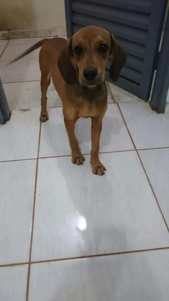 Cachorro raça Vira-lata idade 7 a 11 meses nome Não tem nome.