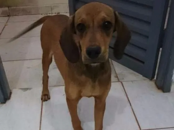 Cachorro raça Vira-lata idade 7 a 11 meses nome Não tem nome.