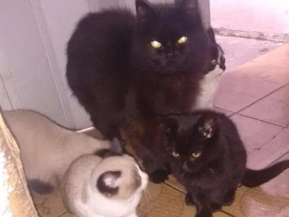 Gato ra a Misturado idade 2 a 6 meses nome Não tem ainda