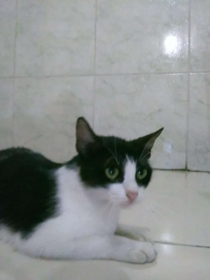 Gato ra a  idade 7 a 11 meses nome Mimi