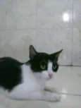 Mimi