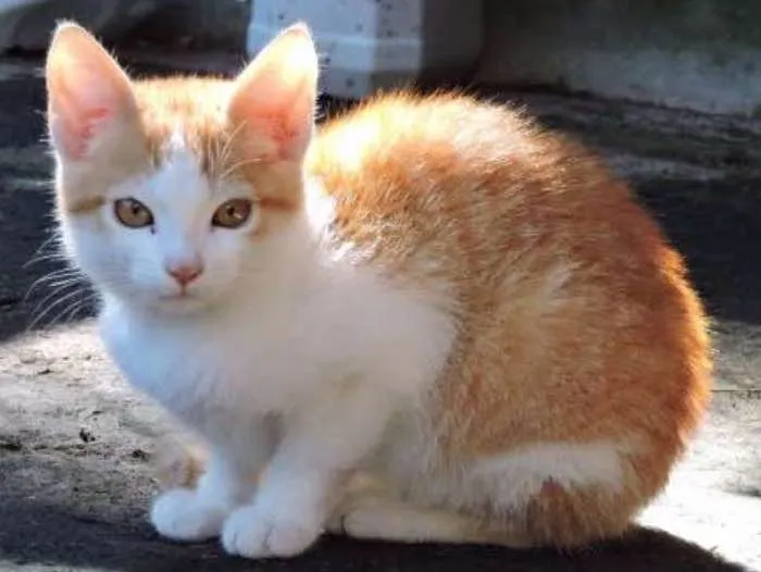 Gato ra a srd idade  nome LYON
