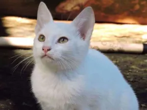 Gato raça SRD idade 2 a 6 meses nome PIPOCA
