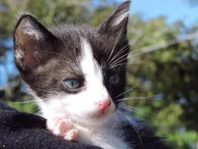 Gato ra a srd idade Abaixo de 2 meses nome FILHOTES 