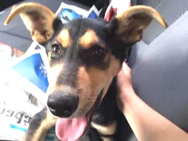 Cachorro ra a srd idade 2 a 6 meses nome BORIS