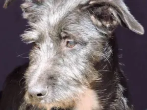 Cachorro raça SRD idade 2 a 6 meses nome Ohana
