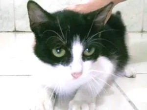 Gato raça  idade 7 a 11 meses nome Mimi