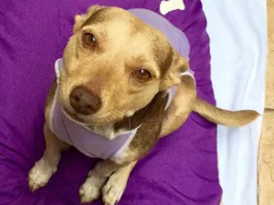 Cachorro raça SRD idade 4 anos nome Mel