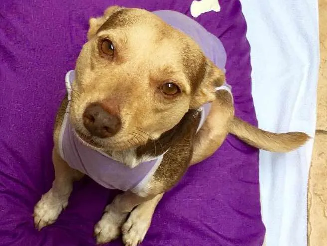 Cachorro ra a SRD idade 4 anos nome Mel
