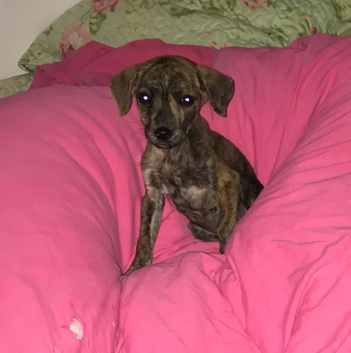 Cachorro ra a Indefinida  idade Abaixo de 2 meses nome Sem nome