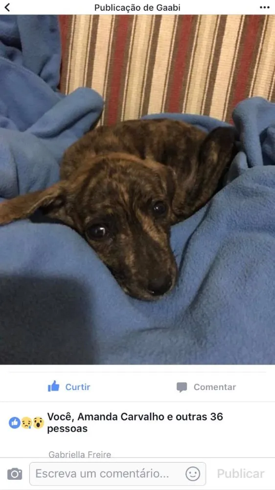 Cachorro ra a Indefinida  idade Abaixo de 2 meses nome Sem nome