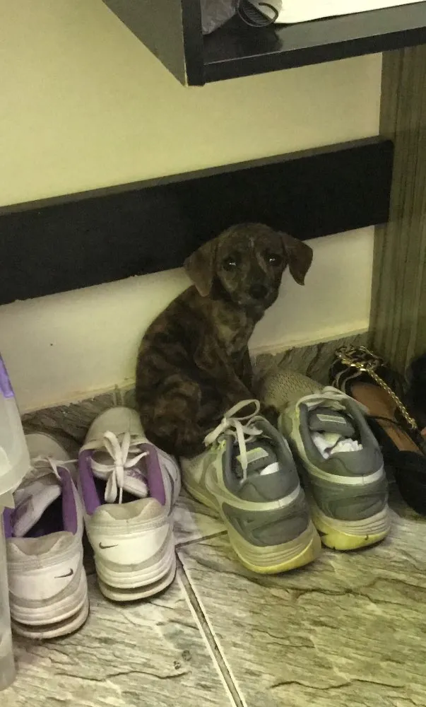 Cachorro ra a Indefinida  idade Abaixo de 2 meses nome Sem nome