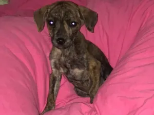 Cachorro raça Indefinida  idade Abaixo de 2 meses nome Sem nome