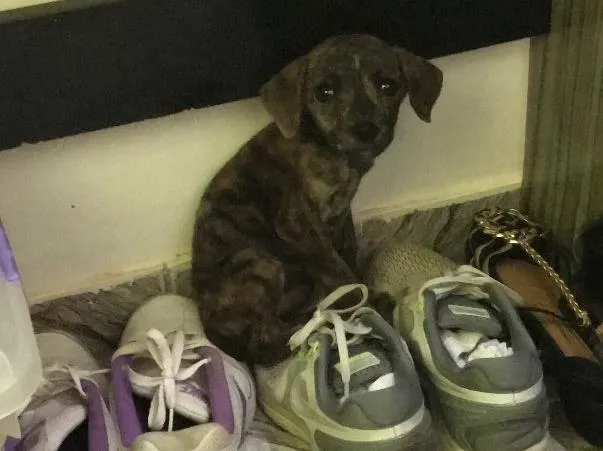 Cachorro ra a Indefinida  idade Abaixo de 2 meses nome Sem nome