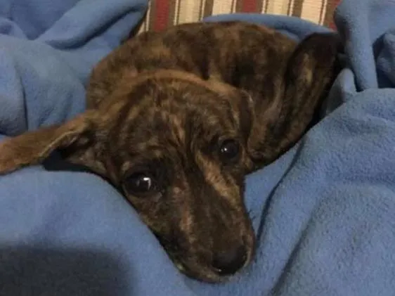 Cachorro ra a Indefinida  idade Abaixo de 2 meses nome Sem nome