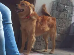 Cachorro raça Vira lata idade 2 anos nome Marley