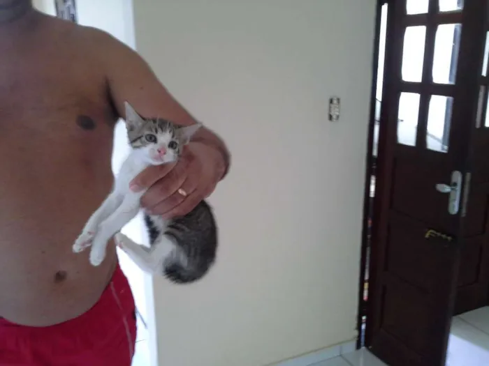 Gato ra a indefinida idade Abaixo de 2 meses nome Filhos de Nina