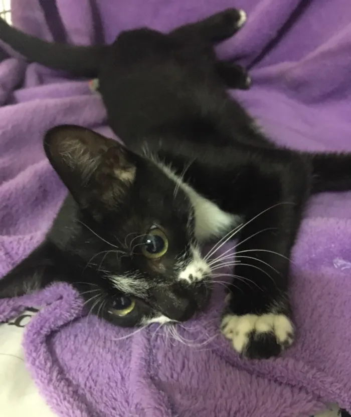 Gato ra a SRD idade 2 a 6 meses nome Einstein