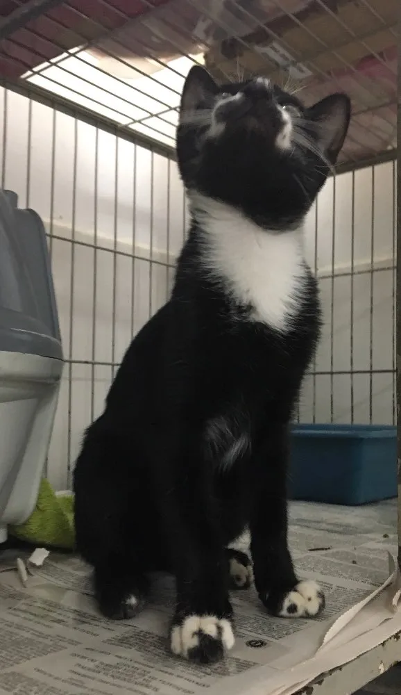 Gato ra a SRD idade 2 a 6 meses nome Einstein