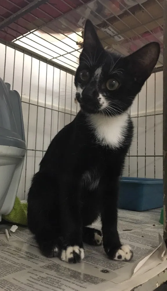 Gato ra a SRD idade 2 a 6 meses nome Einstein