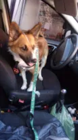 Simba