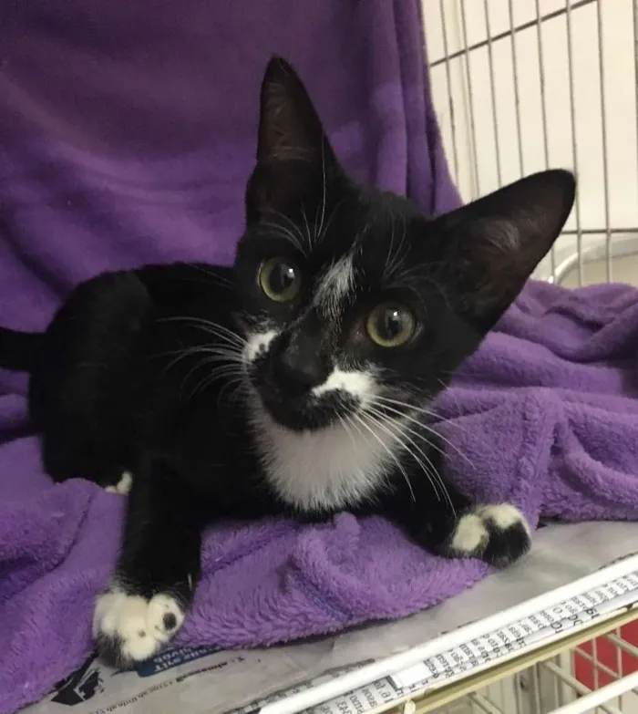 Gato ra a SRD idade 2 a 6 meses nome Einstein