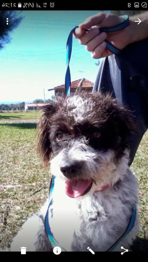 Cachorro ra a Sem raça  idade 3 anos nome Duquesa