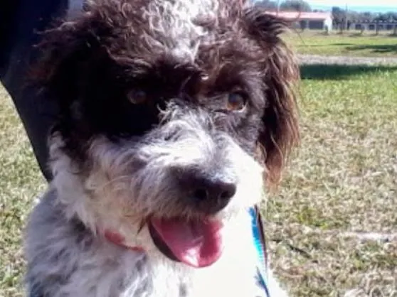 Cachorro ra a Sem raça  idade 3 anos nome Duquesa