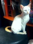 Gatinho