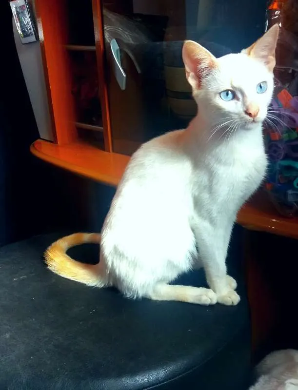 Gato ra a Indefinida idade 7 a 11 meses nome Gatinho