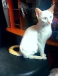 Gatinho