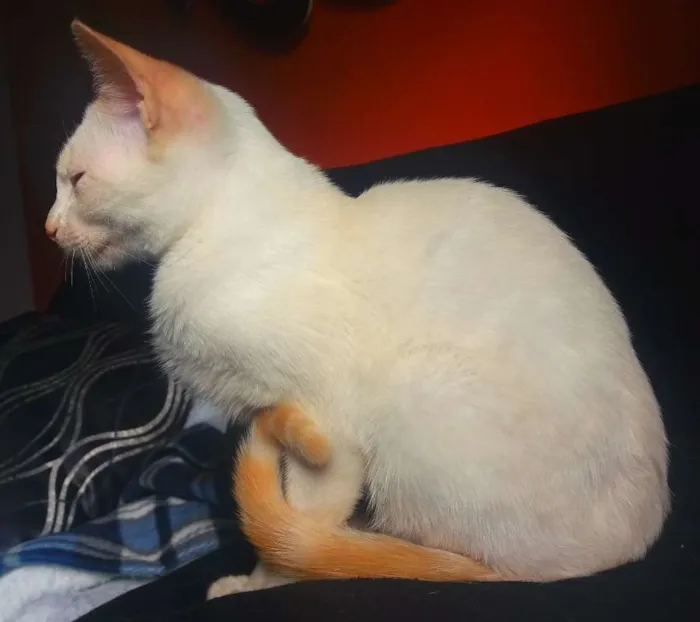 Gato ra a Indefinida idade 7 a 11 meses nome Gatinho