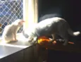 Gatinho