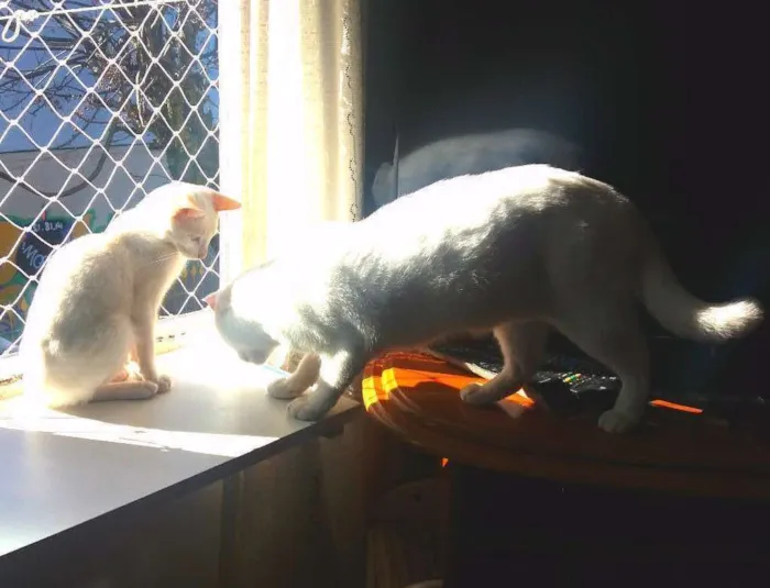 Gato ra a Indefinida idade 7 a 11 meses nome Gatinho
